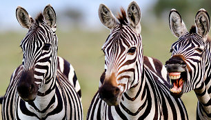 Zebrai