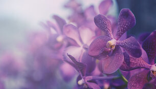 Orchidėja