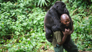 Filmo &bdquo;Virunga&ldquo; kadras 