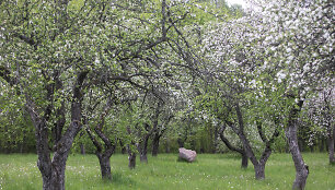 Pučkorių sodas