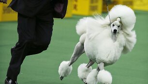 Vestminsterio &scaron;unų paroda
