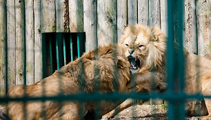 Liūtai zoologijos sode