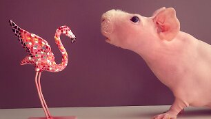Internete i&scaron;populiarėjusi beplaukė jūrų kiaulytė Ludwik