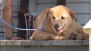 Labradorė Cleo