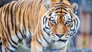 Atsinaujinęs Lietuvos zoologijos sodas