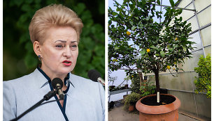 Prezidentės D.Grybauskaitės citrinmedis prieglobstį rado VU Botanikos sodo šiltnamyje.