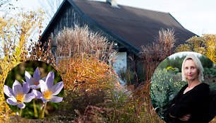 Auksės Dobilienės sodyba ir rudens gėlynai