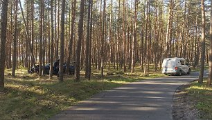 Antradienio pavakarę „Seat Toledo“ vairuotojas, bandęs įveikti dviračių taką, kelionę baigė atsitrenkęs į medžius.