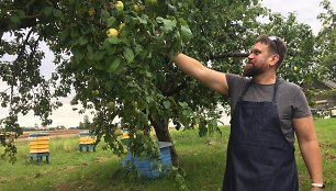 Marijos trobelės įkūrėjas Mindaugas Balčiūnas skina obuolius