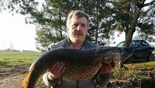 Skaitytojo Vaido laimikis &ndash; didžiulė lydeka.