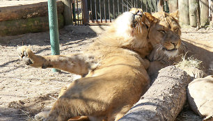 Pavasarį Lietuvos zoologijos sode – meilės metas