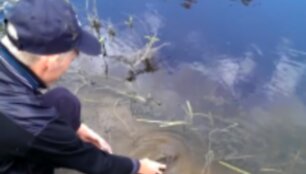 Mantas paleido lydeką