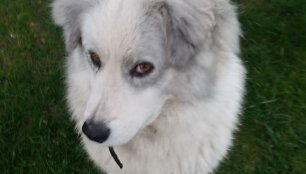 Mickūnų apylinkėse dingo Pūkė