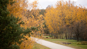 Paskutiniai auksinio rudens atvaizdai