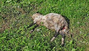 Žvėrių sumaitotą avį antradienio rytą visai netoli sodybos pastatų aptiko &scaron;eimininkas. Netoliese priri&scaron;tas avinas liko gyvas.  