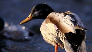 Žiemos &scaron;altį i&scaron;gyvenančios antys džiaugiasi neuž&scaron;ąlančiu vandens telkiniu.