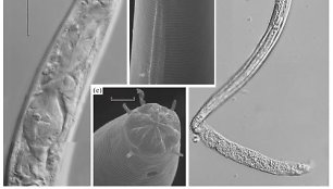 Iš Sibiro amžinojo įšalo atitirpinti gyvi nematodai