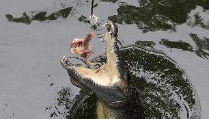 Krokodilas