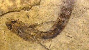 I&scaron;nykusių žuvų Acanthodes bridgei liekanos