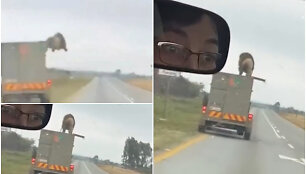 Vairuotojai kelyje pastebėjo liūtą