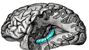 Mėlynai paryškinta žmogaus smegeų dalis - hipokampas