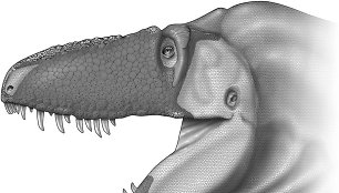 Daspletosaurus horneri snukio išvaizdos rekonstrukcija