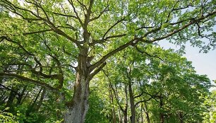 Ilzenbergo dvaro ąžuolas 