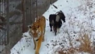 tiger-goat-spark-up-unlikely-friendship-in-russia-zoo