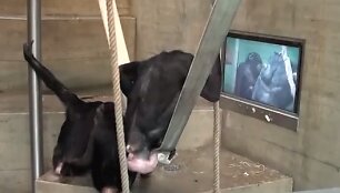 Beždžionės zoologijos sode žiūti televizorių
