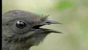 amazing-bird-sounds-from-the-lyre-bird-david-attenborough-bbc-wildlife