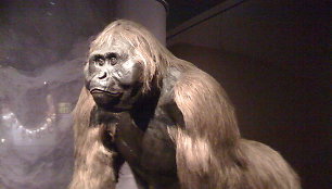 Beždžionė Gigantopithecus