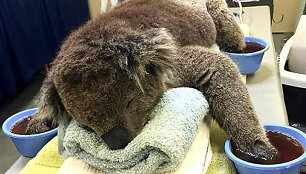 Koala