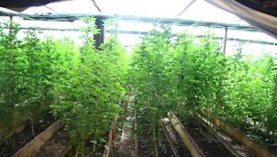 Aptikta plantacija