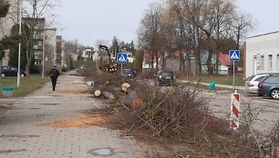 Nupjauta daugiau kaip pus&scaron;imtis liepų