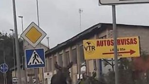 Pramoninėje teritorijoje klajojantys briedžiai sukėlė žmonėms nuostabą.