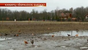 Vi&scaron;tos T. Mockaus ekologiniame ūkyje