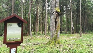 Liepijų mi&scaron;kas