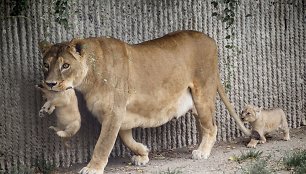 Liūto jaunikliai su mama Hopenhagos zoologijos sode (2013 m. liepos mėn.)