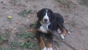 Dingo &scaron;uo berno zenenhundas