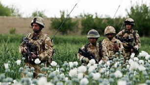 Britų kariai patruliuoja Afganistano aguonų lauke.