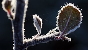 Pageltusią gamtą nelaisvėn ima rytinis šaltukas