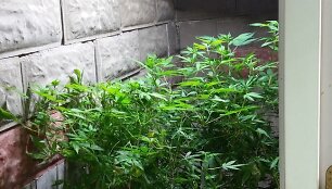 Kanapių auginimo laboratorija