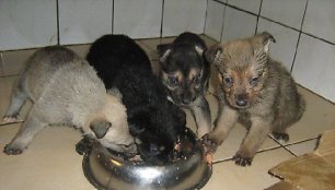 Gyvi, tik sušalę: Kauno rajone išgelbėti į upelį maiše įmesti 7 maži šuneliai