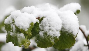 Žali medžių lapai padengti sniegu