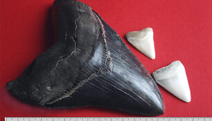  Baltojo ryklio dantys &scaron;alia megalodono ilčių atrodo nyk&scaron;tukiniai