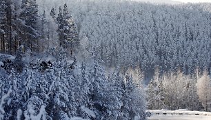 Miškas žiemą