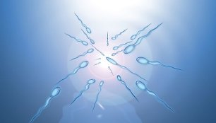 Spermatozoidai