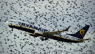 Paukščiai yra pavojingi lėktuvų varikliams