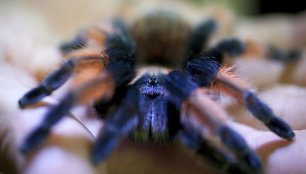 Tarantulas