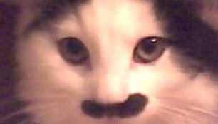 Į Hitlerį pana&scaron;us katinas